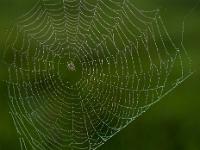 Spinnennetz am Morgen im Gegenlicht